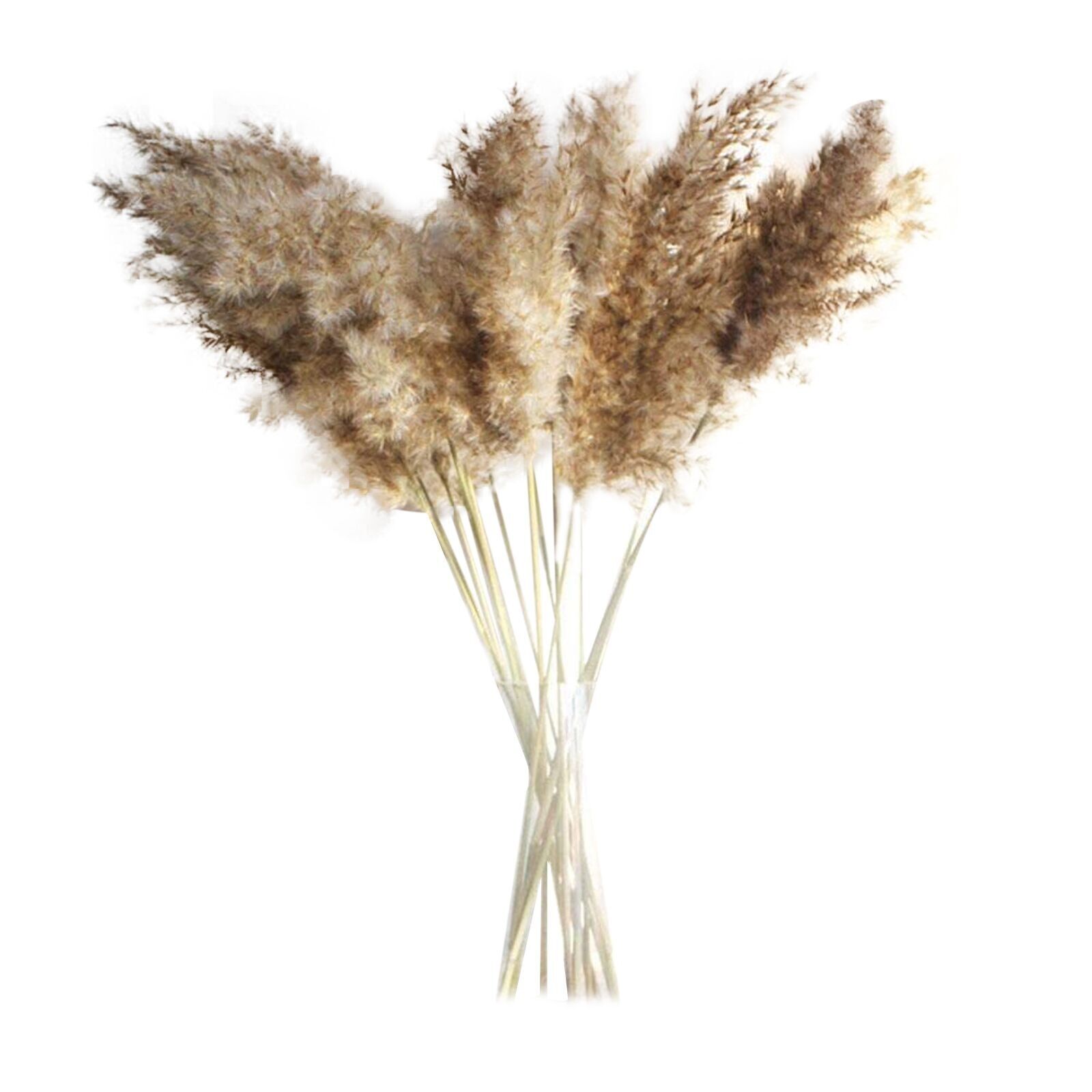 50cm Big Dried Pampas Grass Phragmites Reed Flowers - Image 2