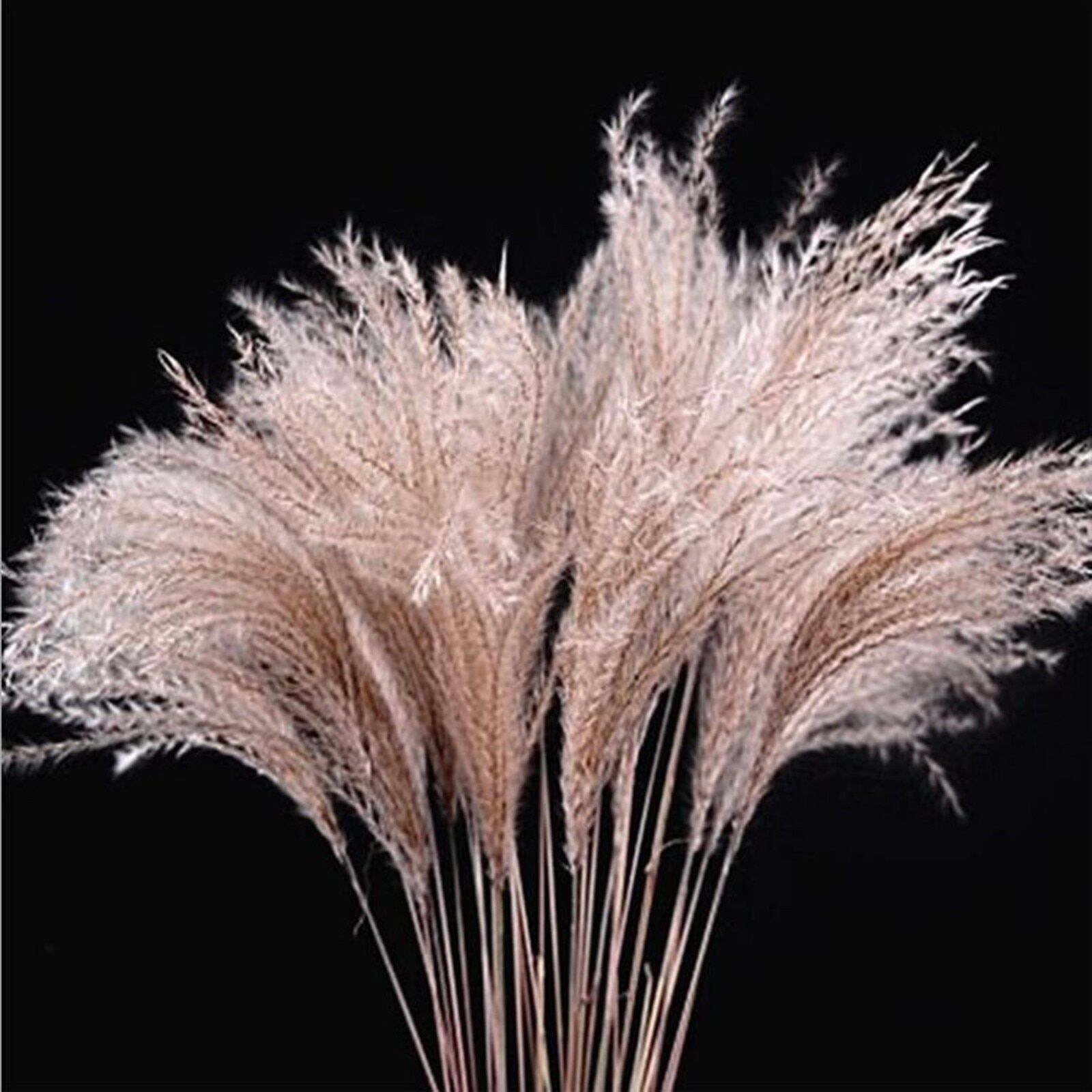 50cm Big Dried Pampas Grass Phragmites Reed Flowers - Image 6